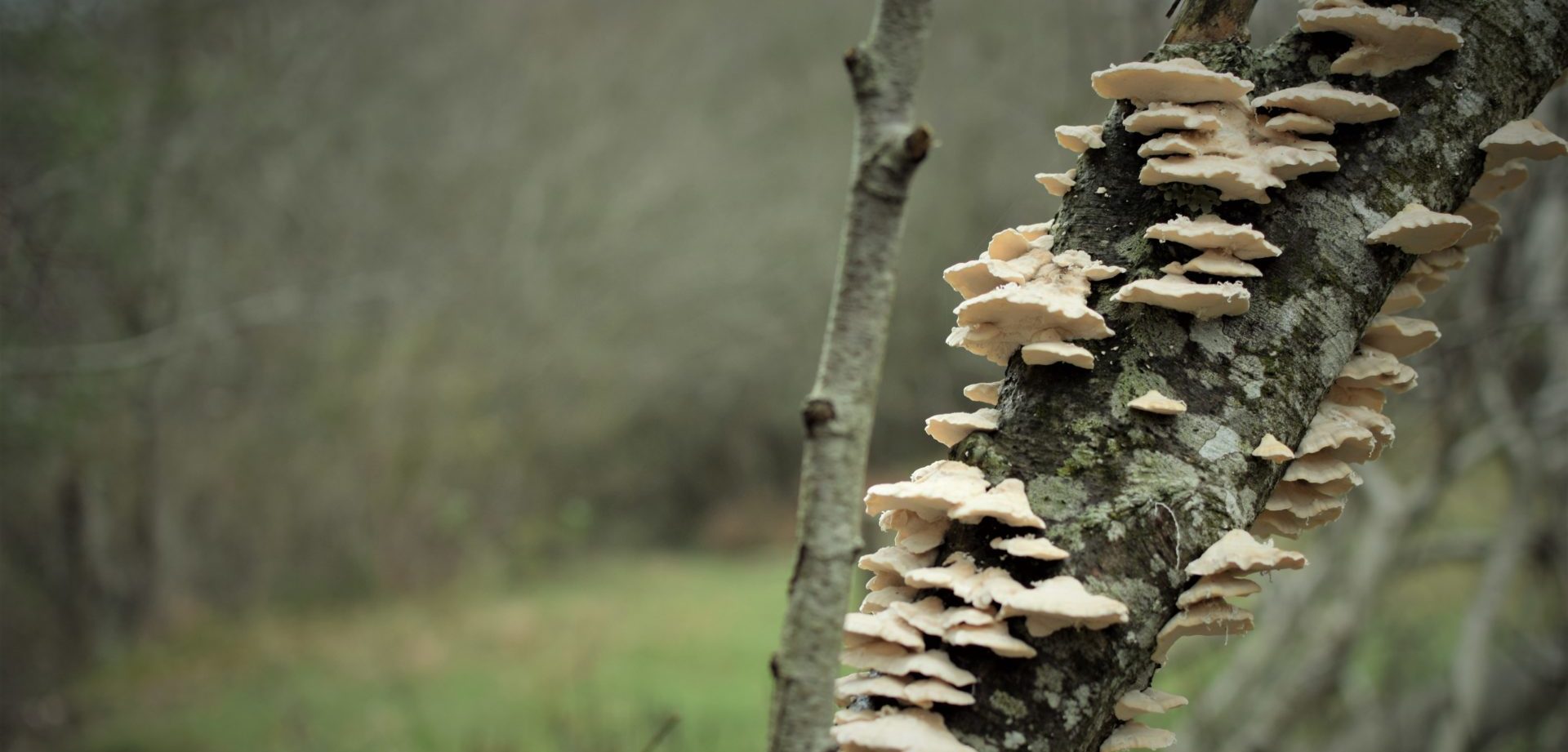 Senso dell Orientamento