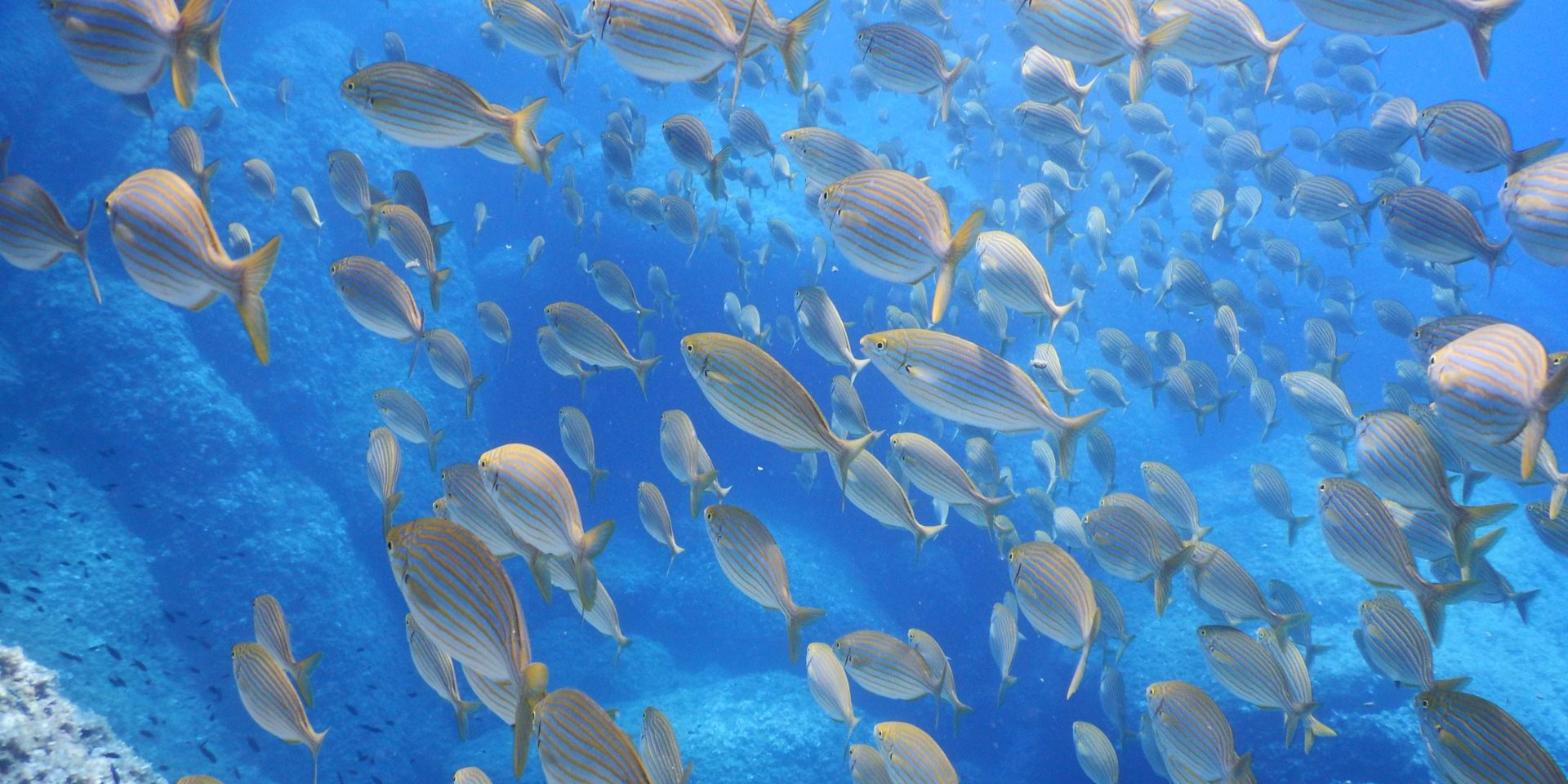foto sott'acqua di snorkeling a portofino